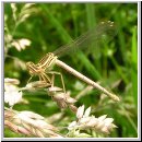 Platycnemis pennipes - Blaue Federlibelle w02.jpg